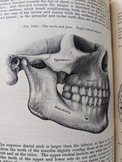 the teeth and jaws - 1926 Gray's Anatomy - Descriptive and Applied - 23rd Edition - Longmans, Green and Co. Ltd.