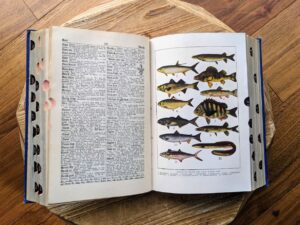 American Fresh and Salt Water Fish Illustration - 1943 The Secretary's Deskbook - The John C. Winston Company
