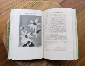 Clematis indivisa - Staminate flowers - Plants of New Zealand by Laing and Blackwell - Fifth Edition - undated - circa 1940s