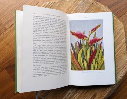 Color illustrated plate of Xeronema Callistemon - Plants of New Zealand by Laing and Blackwell - Fifth Edition - undated - circa 1940s