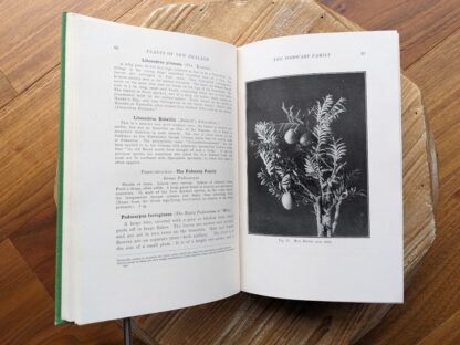 black and white photograph of Miro Berries - Plants of New Zealand by Laing and Blackwell - Fifth Edition - undated - circa 1940s