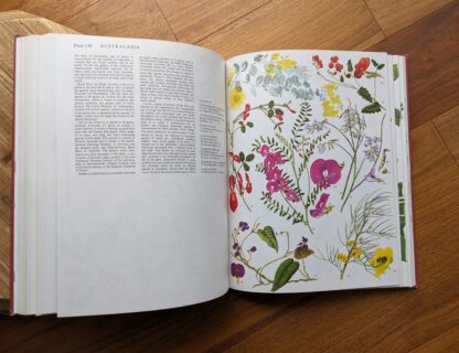 Australasia Wildflowers - 1970 Wild Flowers of the World - Paintings by Barbara Everard - Published by Peerage Books