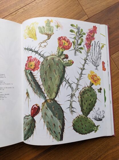 Hand drawn illustrations of wildflowers - 1970 Wild Flowers of the World - Paintings by Barbara Everard - Published by Peerage Books