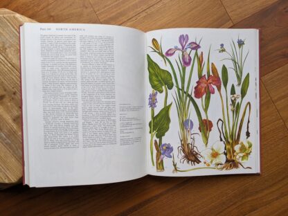 North America Wildflowers - 1970 Wild Flowers of the World - Paintings by Barbara Everard - Published by Peerage Books