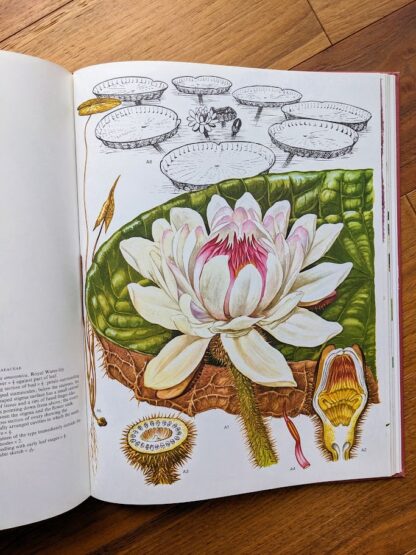 Royal Water Lily - 1970 Wild Flowers of the World - Paintings by Barbara Everard - Published by Peerage Books