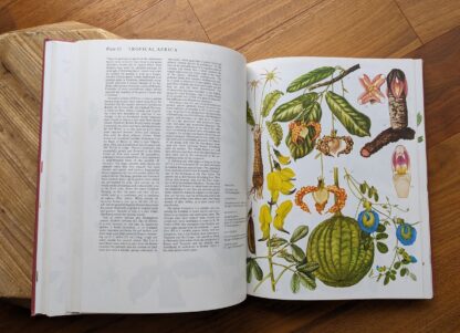Tropical Africa Wildflowers - 1970 Wild Flowers of the World - Paintings by Barbara Everard - Published by Peerage Books