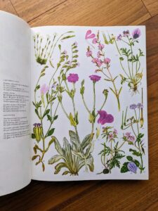 hand drawn wildflower diagrams - wildflower