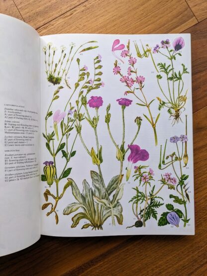 hand drawn wildflower diagrams - wildflower