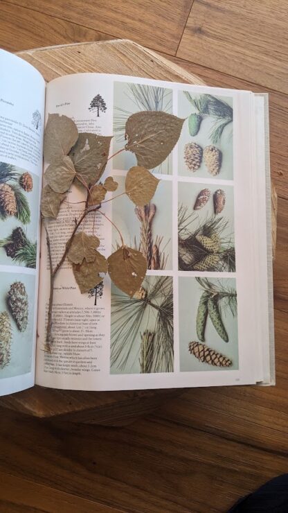 1978 Trees of North America and Europe by Roger Phillips - leaves found inside