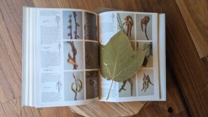 Leaf found inside - 1978 Trees of North America and Europe by Roger Phillips