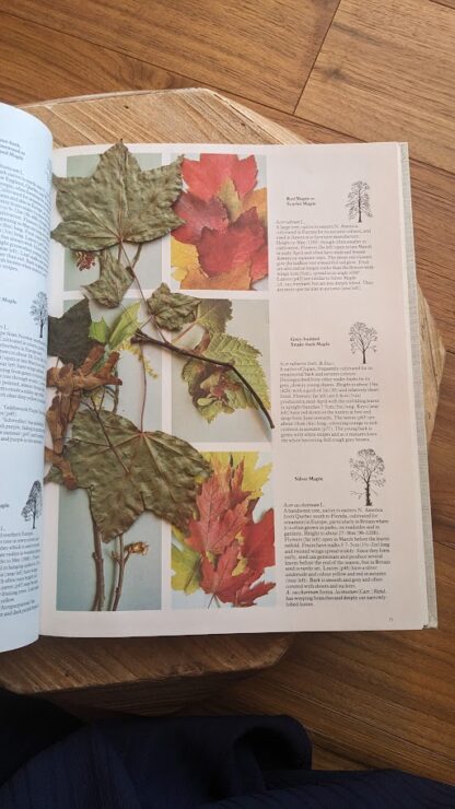 leaves found inside - 1978 Trees of North America and Europe by Roger Phillips