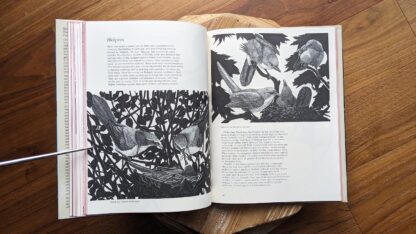 1978 Ravens Crows Magpies and Jays by Tony Angell - pages inside