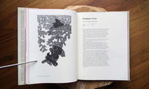 Common Crow - Corvus branchyrhynchos - 1978 Ravens Crows Magpies and Jays by Tony Angell