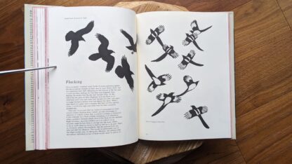 Flocking - 1978 Ravens Crows Magpies and Jays by Tony Angell