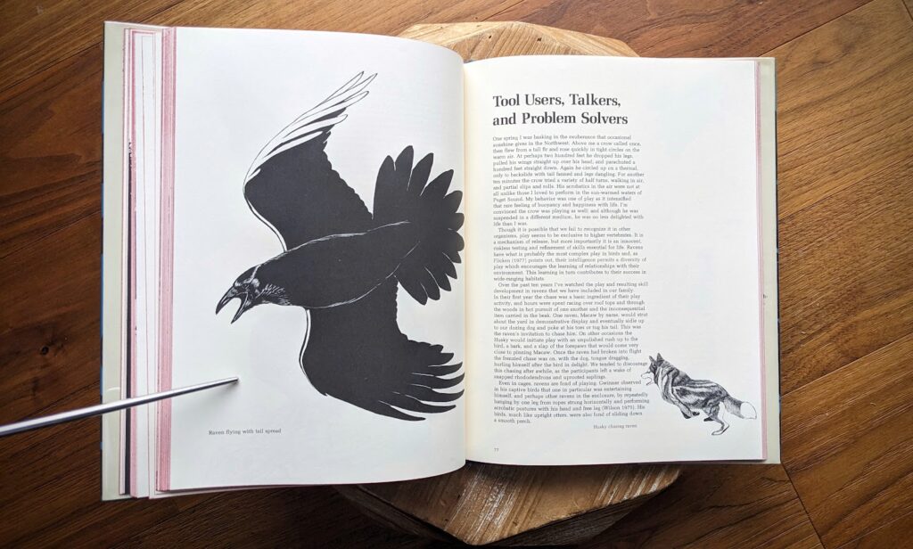 Raven flying with tail spread - 1978 Ravens Crows Magpies and Jays by Tony Angell