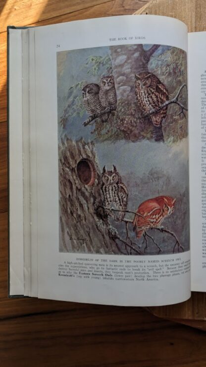 1937 The Book of Birds - Vol II - National Geographic Society - Color illustration by Major Allan Brooks