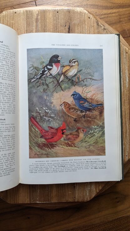 1937 The Book of Birds - Vol II - National Geographic Society - Color portrait inside by Major Allan Brooks