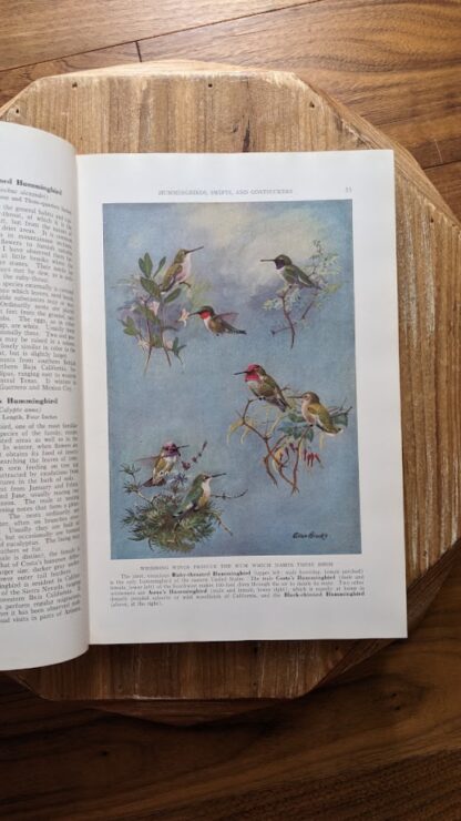 Color illustration by Major Allan Brooks - 1937 The Book of Birds - Vol II - National Geographic Society