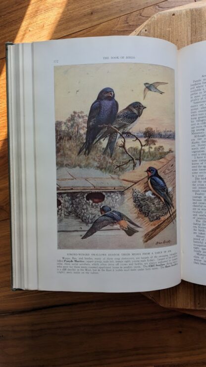 Color portrait inside by Major Allan Brooks - 1937 The Book of Birds - Vol II - National Geographic Society