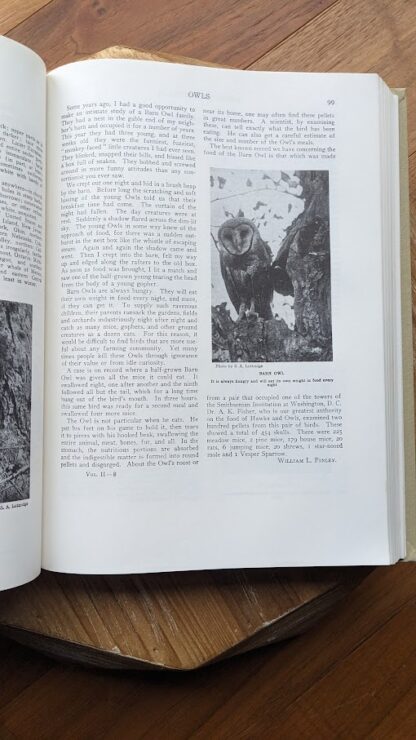 1936 Birds of America - owls