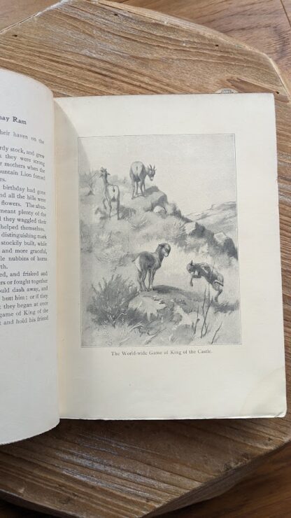 Full page illustration - The World wide Game of King of the Castle - 1902 Lives of the Hunted by Ernest Thompson Seton - 1st Edition - 3rd Impression