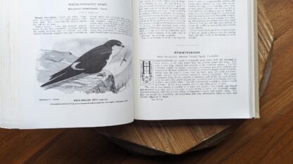 hummingbirds - 1936 Birds of America - pages inside