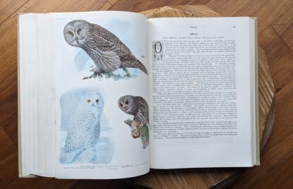 owls - 1936 Birds of America - pages inside