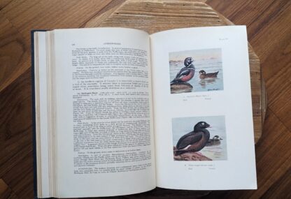 1934 Birds of Canada by P.A. Taverner - anseriformes