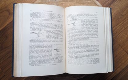 1934 Birds of Canada by P.A. Taverner - pages inside