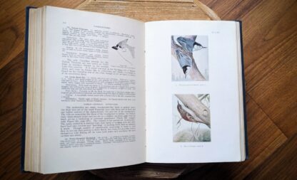 1934 Birds of Canada by P.A. Taverner - passeriformes - pages inside