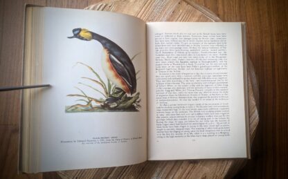 Black-necked Grebe - A Treasury of English Wild Life Edited by W.J. Turner