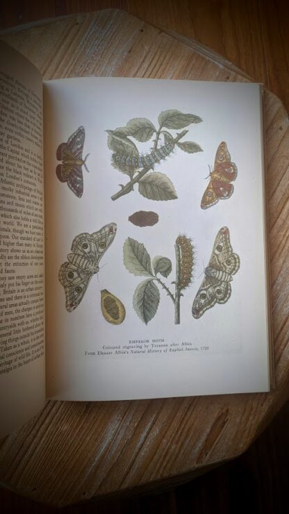 Emperor Moth - A Treasury of English Wild Life Edited by W.J. Turner