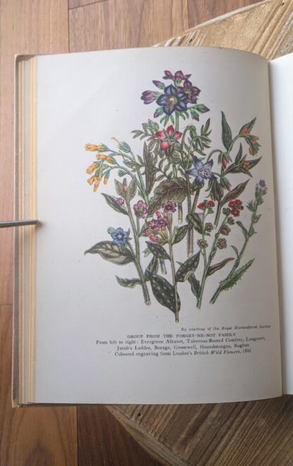 Forget-me-not family - A Treasury of English Wild Life Edited by W.J. Turner