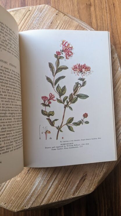 Honeysuckle - A Treasury of English Wild Life Edited by W.J. Turner