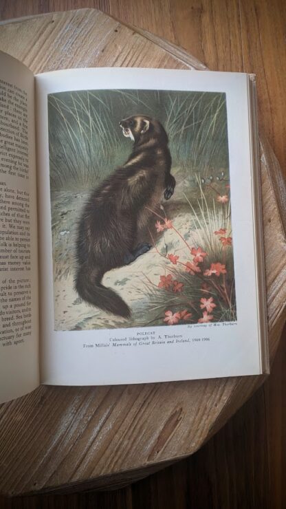 Polecat - A Treasury of English Wild Life Edited by W.J. Turner