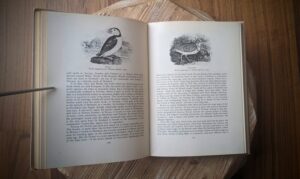 Puffin and Woodcock - A Treasury of English Wild Life Edited by W.J. Turner