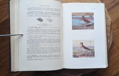 charadriiformes - 1934 Birds of Canada by P.A. Taverner