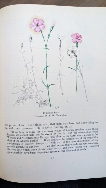 previous owner painted on a cheddar pink illustration - A Treasury of English Wild Life Edited by W.J. Turner