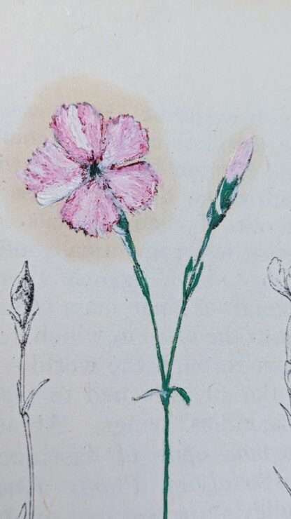 previous owner painted on a cheddar pink illustration - A Treasury of English Wild Life Edited by W.J. Turner - page inside