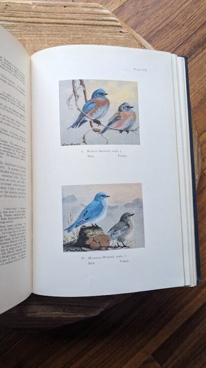 western and mountain bluebirds - 1934 Birds of Canada by P.A. Taverner - Colour plate illustration