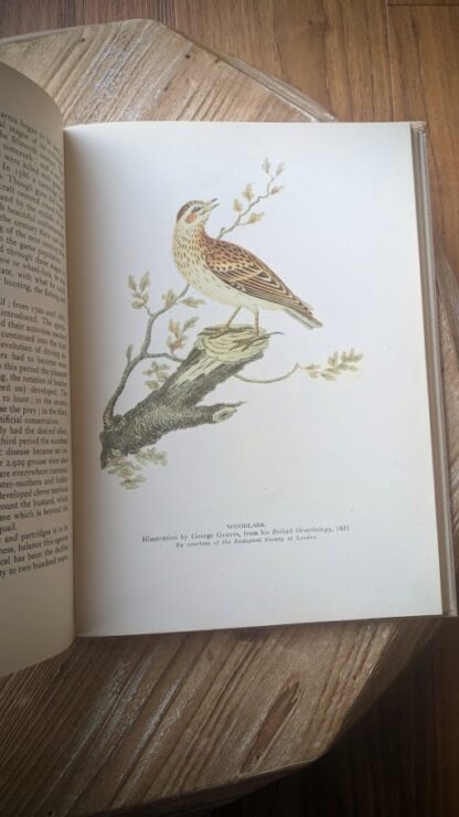 woodlark - A Treasury of English Wild Life Edited by W.J. Turner