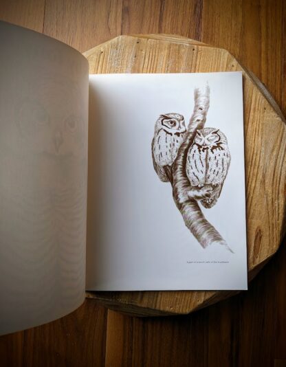 1979 Owls by Tony Angell - first paperback edition - front free paper with an illustration of a pair of screech owls