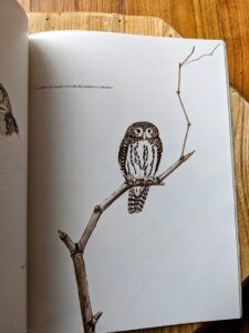 An adult male pygmy owl - 1979 Owls by Tony Angell - first paperback edition