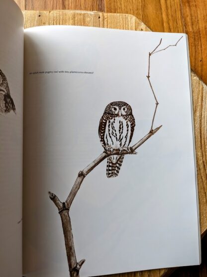 An adult male pygmy owl - 1979 Owls by Tony Angell - first paperback edition