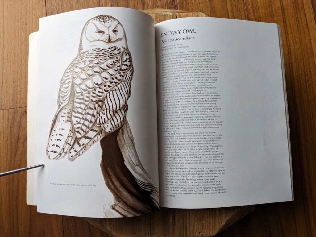 Snowy Owl - 1979 Owls by Tony Angell - first paperback edition