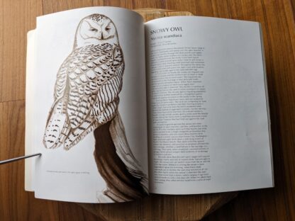 Snowy Owl - 1979 Owls by Tony Angell - first paperback edition