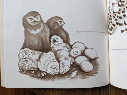 a family of young Snowy Owls of varying ages - 1979 Owls by Tony Angell - first paperback edition