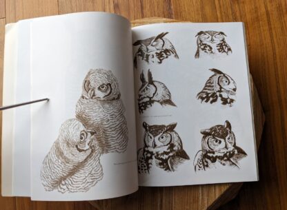 pages inside - 1979 Owls by Tony Angell - first paperback edition