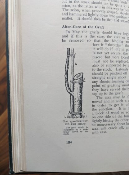 After-Care of the Graft - 1937 The Complete Book of Gardening by John Coutts Illustrated