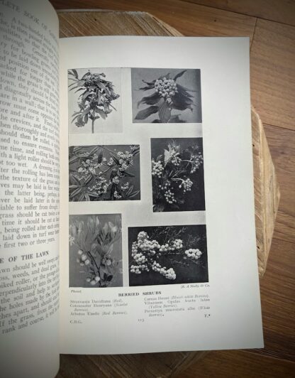 Berried Shrubs - 1937 The Complete Book of Gardening by John Coutts Illustrated